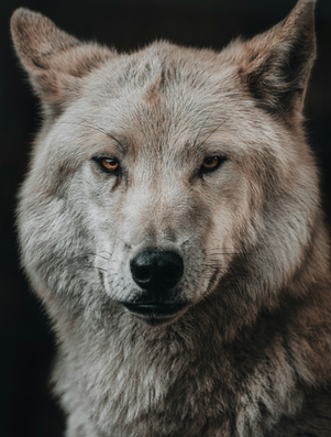 Close-up of a wolf with piercing eyes, symbolising strength, focus, and dominance.