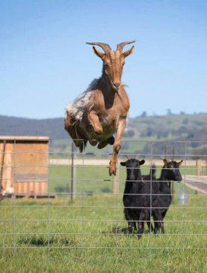 Goat leaping over a fence representing the Jester archetype of breaking boundaries with playful energy